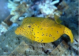 彩色动物会发生什么样的危险,致命的美丽动物