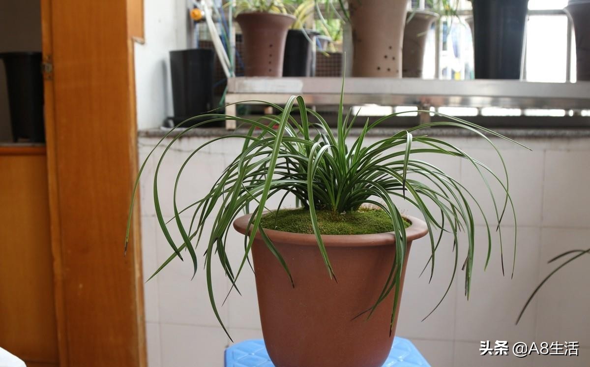 每日一品兰花价格,每日一品茶叶