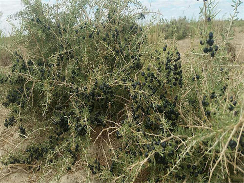 2023年全国各省黑枸杞产量,黑枸杞对土壤的要求