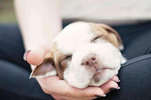 狗狗剖腹产什么时候最佳,狗狗剖腹产什么时间最合适