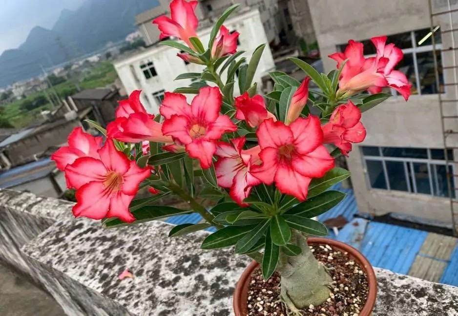 84个沙漠玫瑰品种，收起来慢慢看，待到来年春天选几种喜欢的养