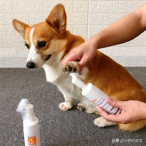防止狗狗爪子干裂的方法,狗狗脚掌干裂可以擦凡士林吗