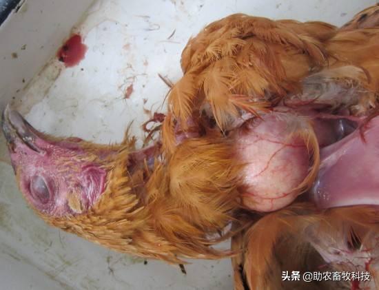 治新城疫的特效药,治疗新城疫的中药