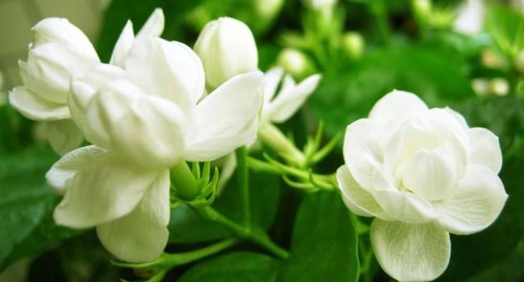 驱蚊虫最好的2种花,家里养什么花蚊子最怕