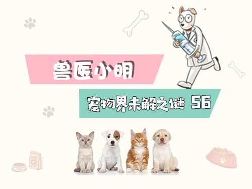 猫身上的猫癣用了药还具传染性吗,猫咪得了猫癣20天了还有传染性吗