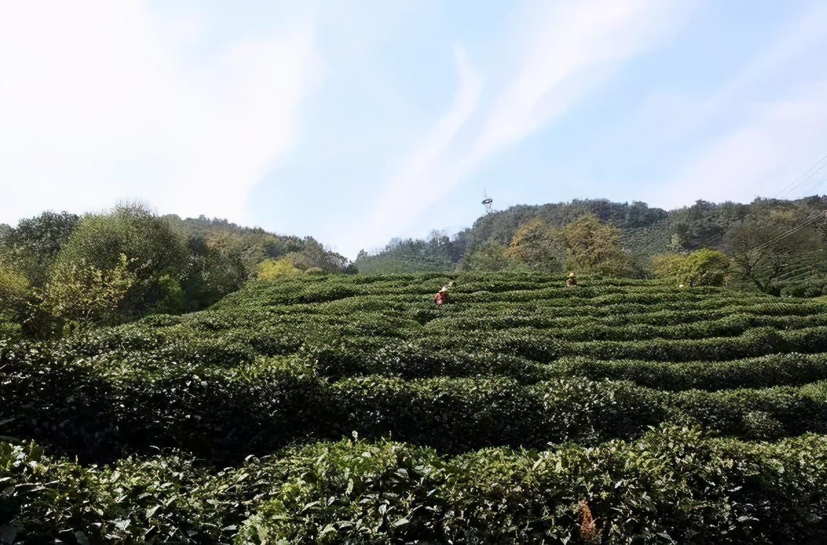 明前茶雨前茶谷雨茶哪个最好,都匀毛尖明前茶还是谷雨茶好