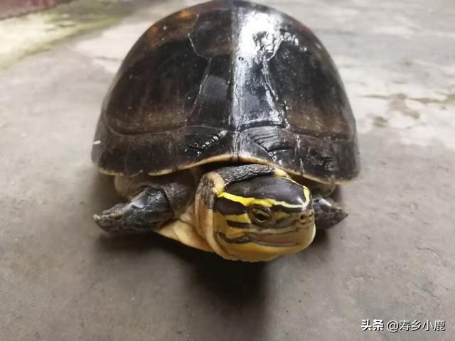 宠物龟养什么好,新手养宠物龟注意事项