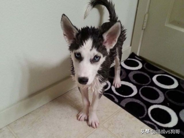 狗子居然也会得淋巴细胞白血病,淋巴细胞白血病是怎么来的呢?