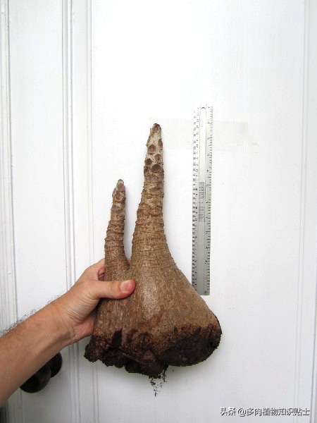 奇异油柑块根,奇异油柑原产地是哪里