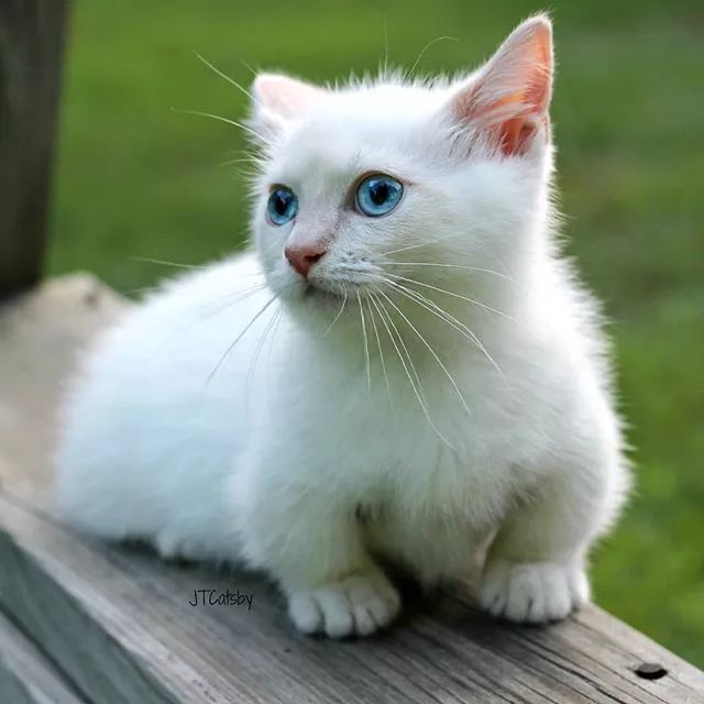 贵族阿比西尼亚猫,神秘的波斯猫