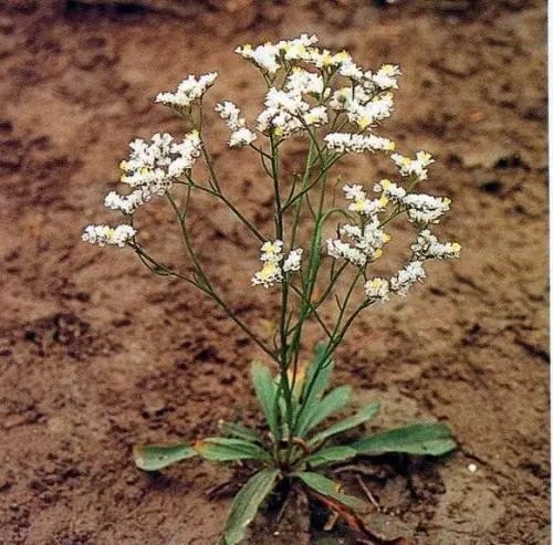 适合山东地区种植的珍稀树种,十种常见观赏草有哪些