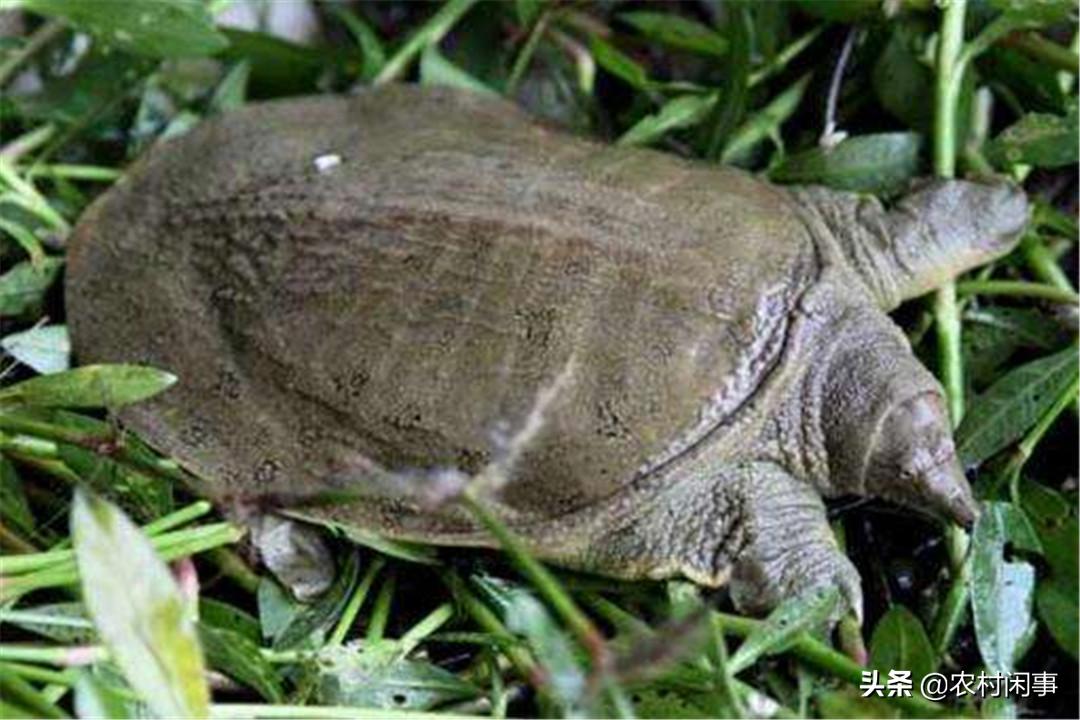 甲鱼养殖小常识大全,甲鱼养殖最新技术