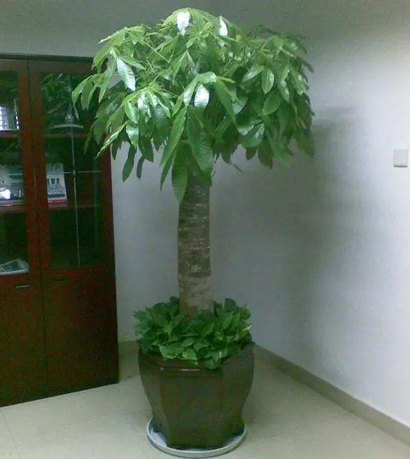 发财树叶子怎么养才能爆盆,发财树叶片怎么养