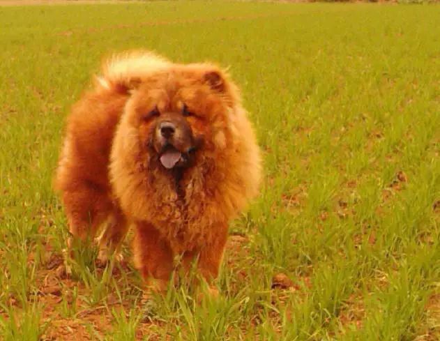 45种名犬大全,72种名犬图片附介绍