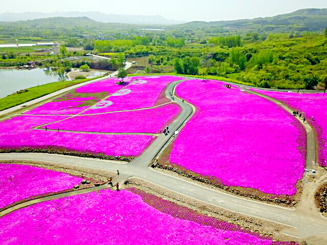 河北芝樱丛生福禄考种植基地,上海芝樱丛生福禄考报价