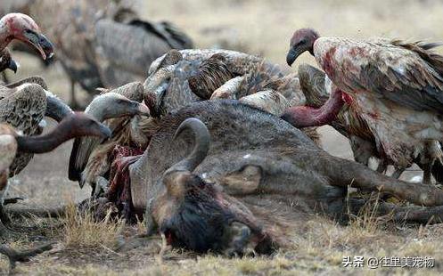 秃鹫就是大自然的清道夫,秃鹫跟鬣狗大自然的清道夫