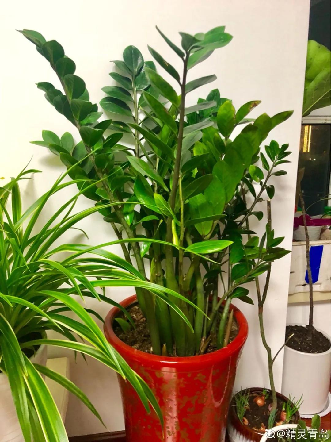 扦插花的养殖方法和技巧,养花扦插有妙招多肉