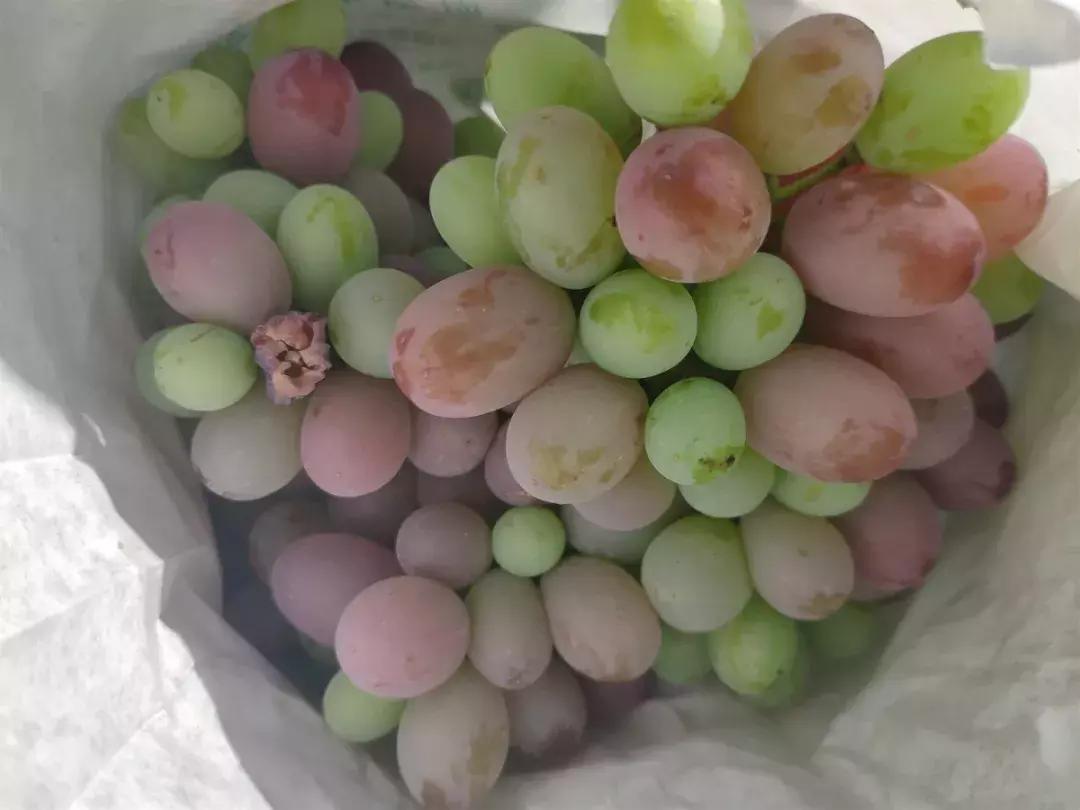 葡萄的转色病该如何防治,夏黑葡萄转色最佳方法