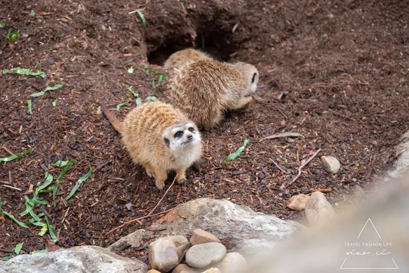 澳洲堪培拉景色,澳洲堪培拉动物园