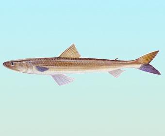 不适合给宝宝吃的深海鱼,适合给宝宝吃的深海鱼有哪些