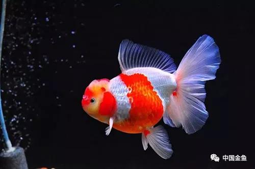 金鱼饲养入门常识,金鱼饲养密度计算公式