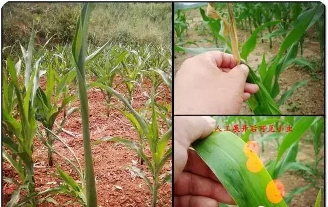 玉米苗卷叶是什么病如何治,玉米最近发生的大事