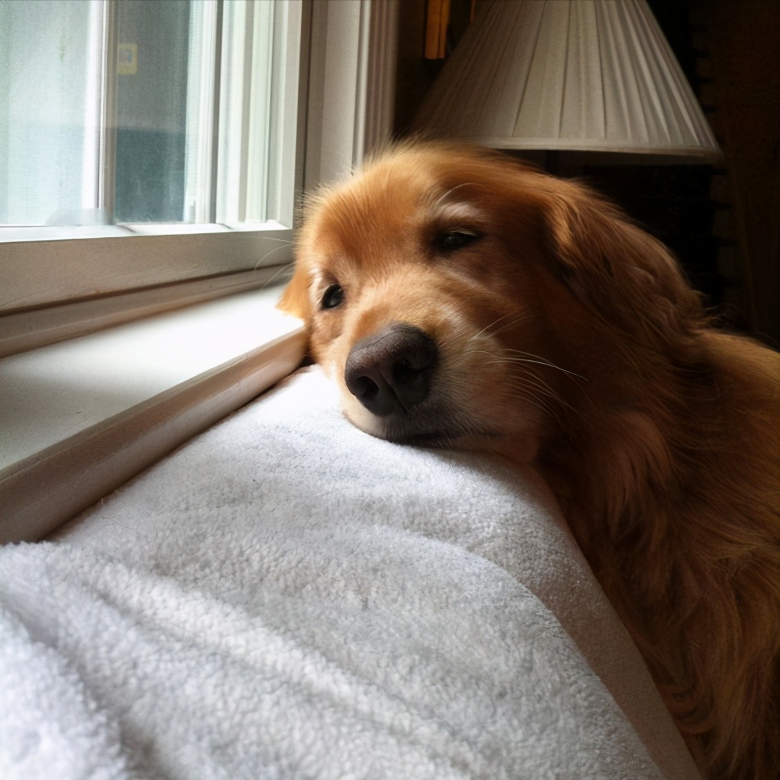 狗狗会想念原来的主人吗,狗狗想念主人回家音频