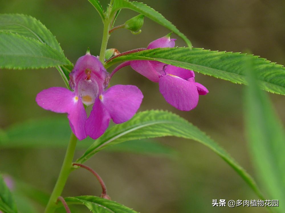 注意这三点别让你们的爱情消失,凤仙花花型有哪三种