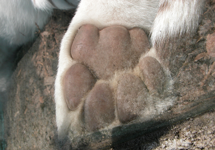 狗狗脚掌又红又肿怎么回事,小狗犬瘟热脚掌会怎么变化