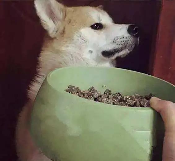 猫粮喂狗好不好,猫粮对狗狗有什么好处