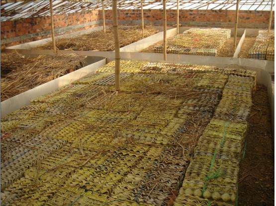 蝎子养殖前景和价格,蝎子养殖成本效益分析报告