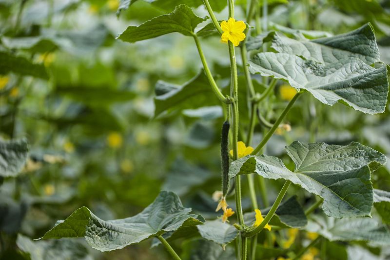 如何快速解决黄瓜黄叶,黄瓜黄叶怎么补救最快方法