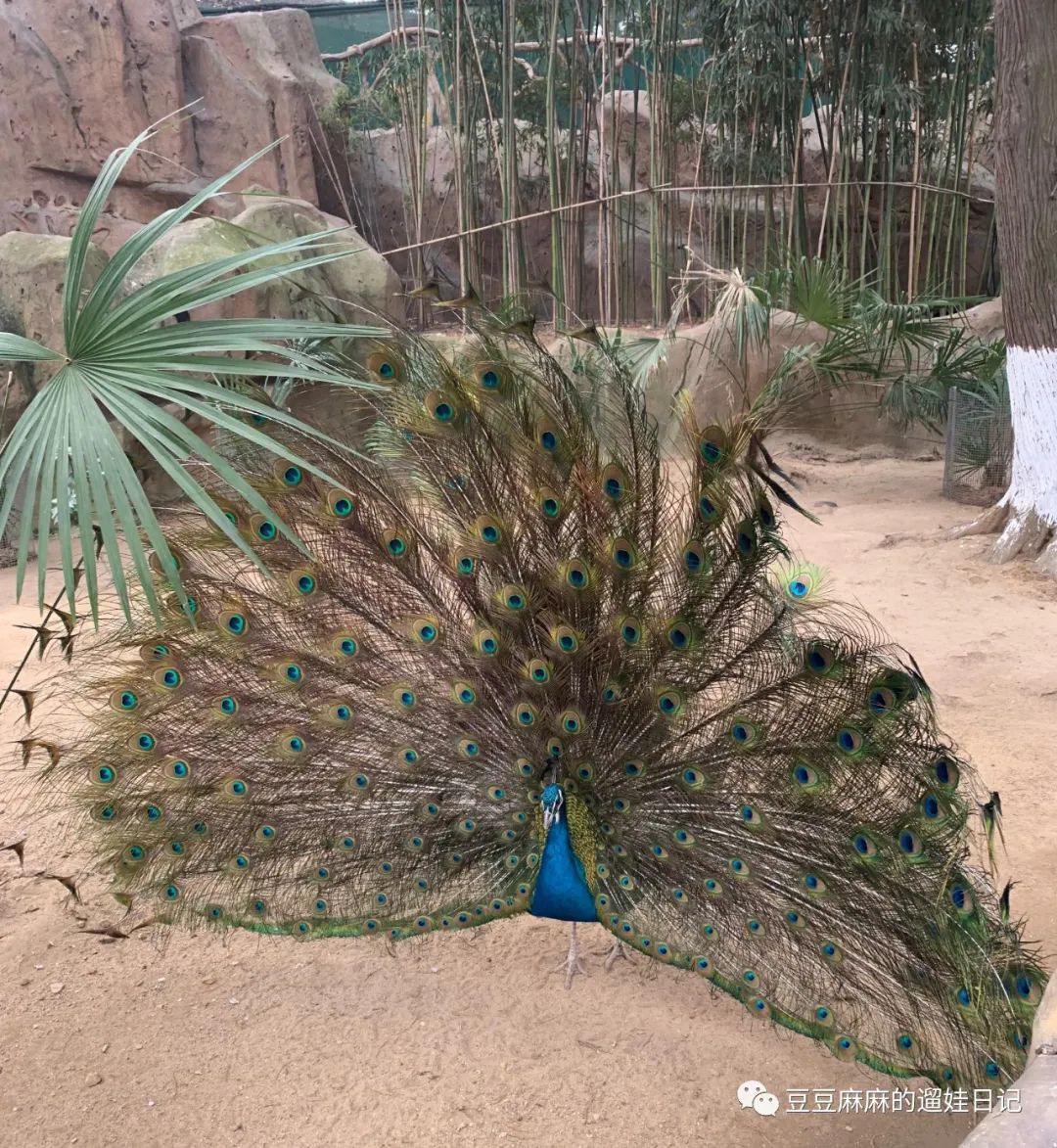 飞鸟世界和海洋世界,童话世界的小动物