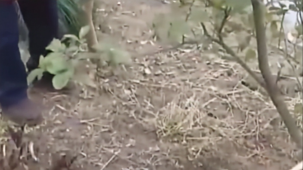 湖南文盲老太成神医了吗,湖南文盲老太被称华佗再世