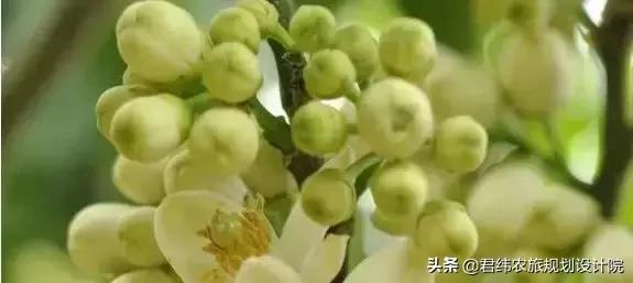 鏌戞涓殑璐垫棌娌冩煈,鏌戞涔嬪弸娌冩煈