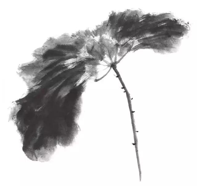 白描荷花的画法图片,如何画荷花国画白描