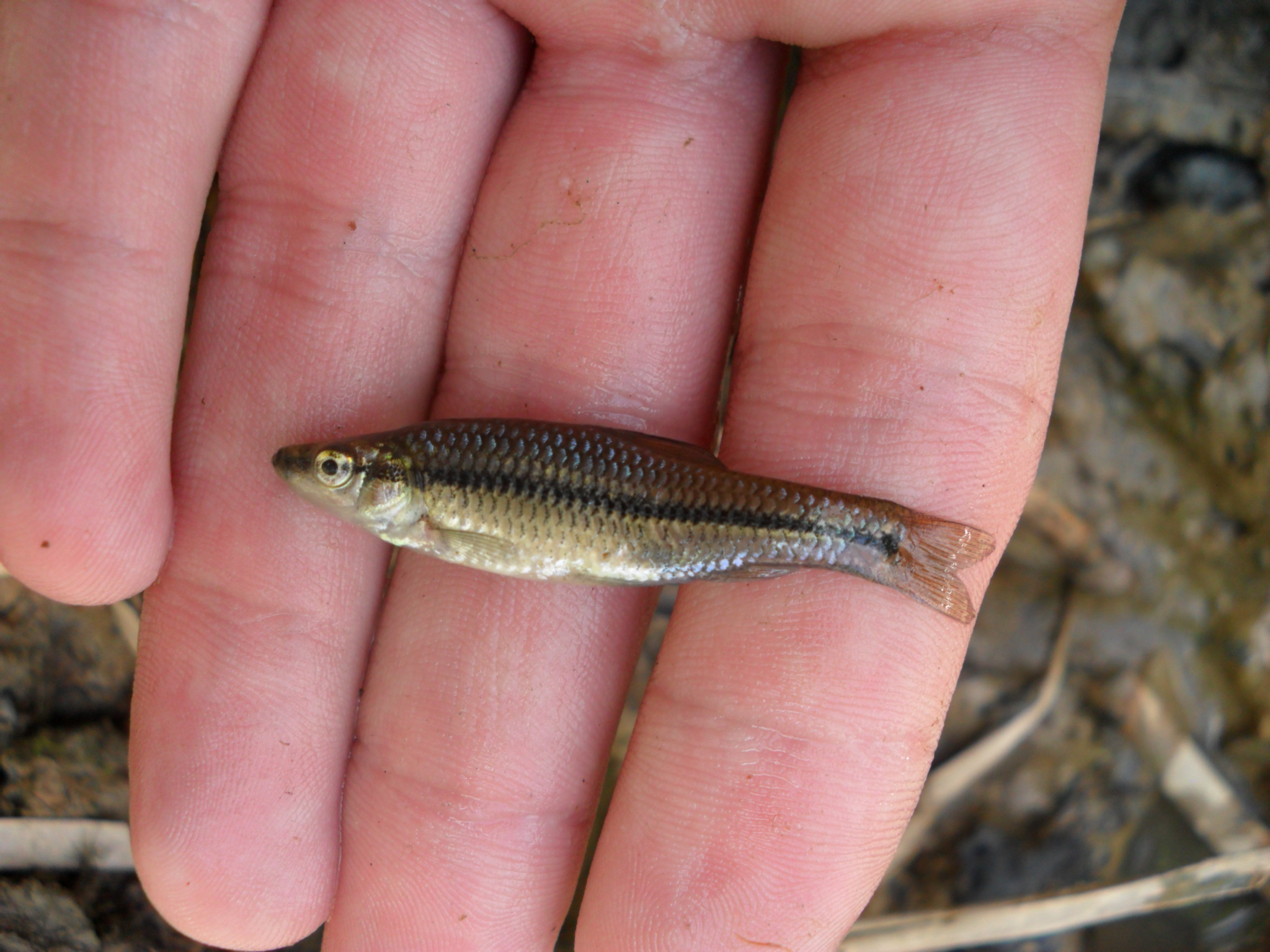 星云湖的危机：太湖银鱼“祸害”30年，如今又患“营养病”？