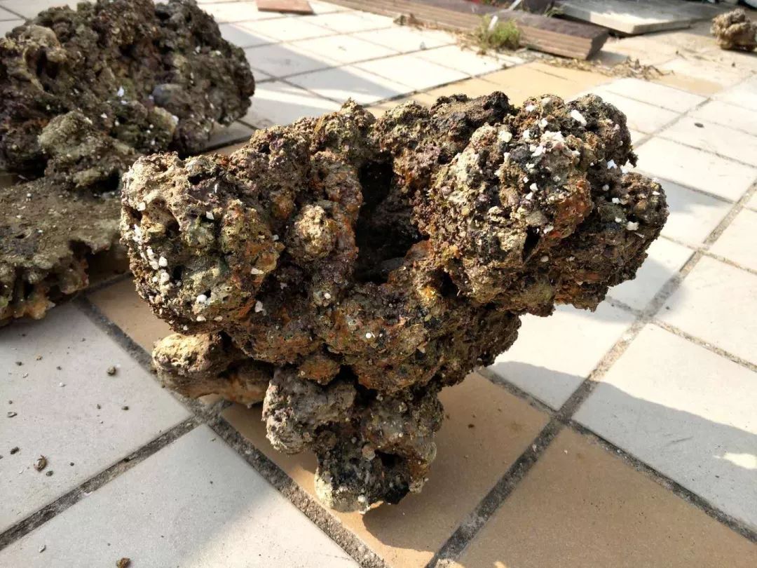 新入池的鱼如何防应激反应,新鱼入缸好好的第二天就死了