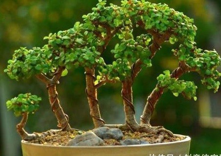 金枝玉叶如何养成形,金枝玉叶怎么让它变色