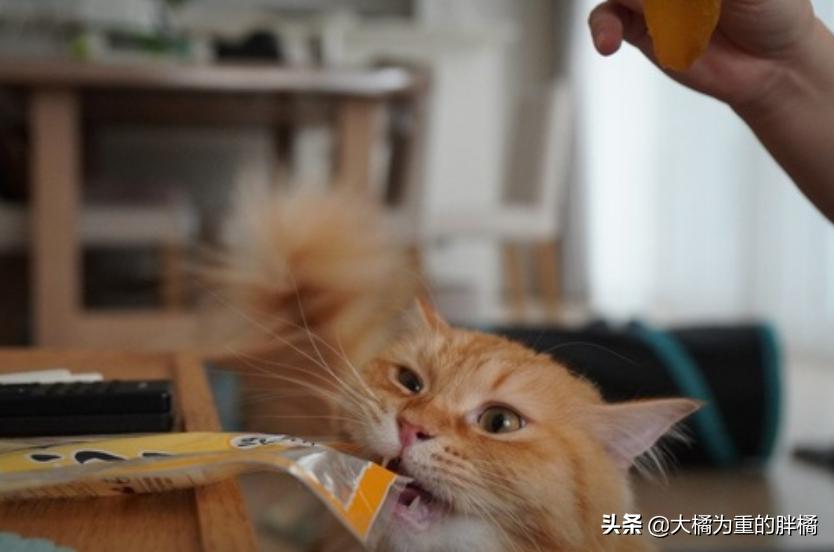 猫咪抗拒洗澡怎么给猫咪洗澡,猫咪抗拒洗澡怎么办