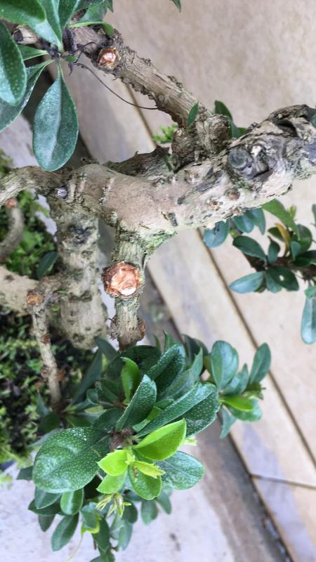 新手也能学会的修剪盆景技巧,枸杞盆景修剪技巧图解