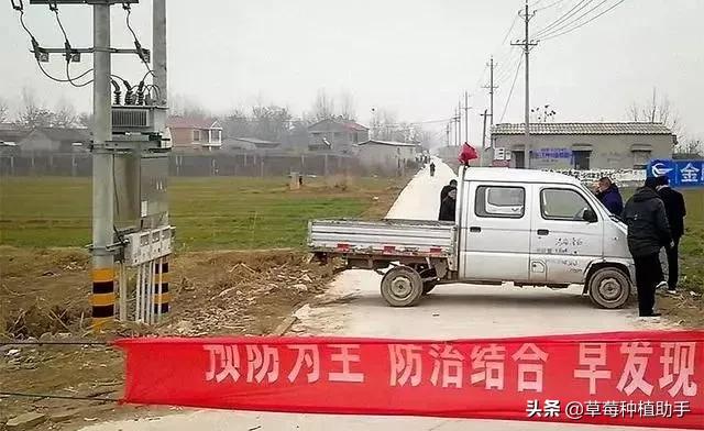 因为疫情的原因草莓滞销,疫情让草莓滞销怎么办