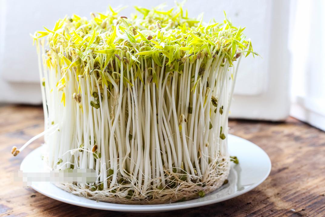 豆芽怎么发最快又好吃,教你发豆芽的小技巧你学会了吗