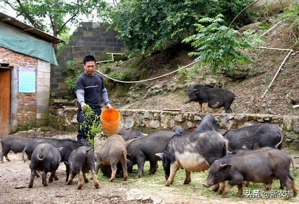 放养二代野山猪肉多少一斤,现在猪肉这么便宜养猪还赚钱吗