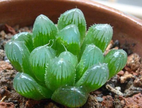 玉露服盆期间叶片变软,玉露光照少了会怎样