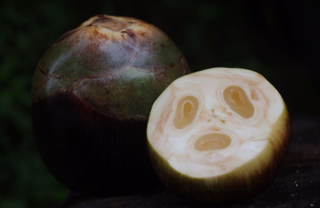 真的是活久见!长成这样居然能吃?