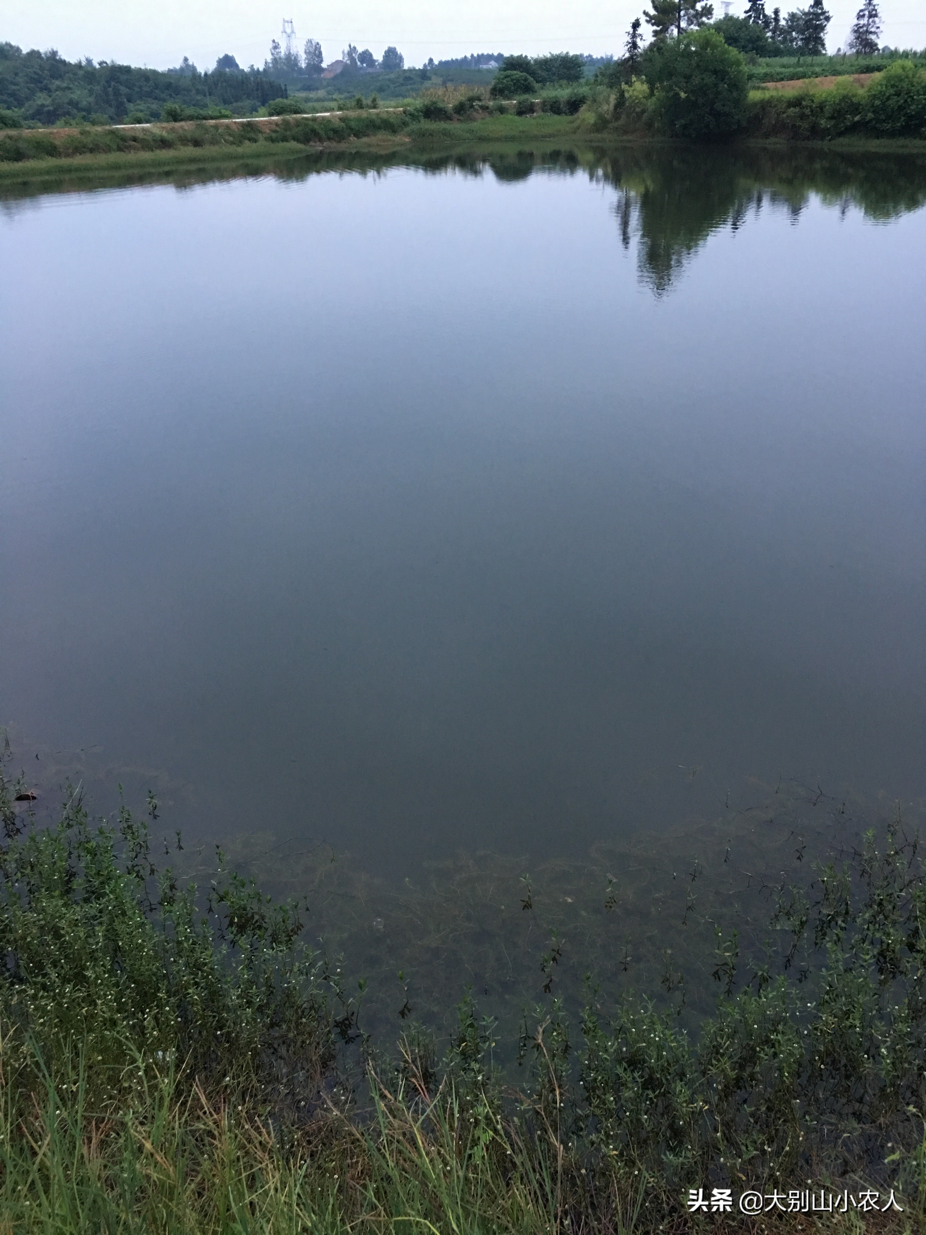 雨后水体浑浊适合钓鲢鳙吗,水体肥怎么钓鲢鳙