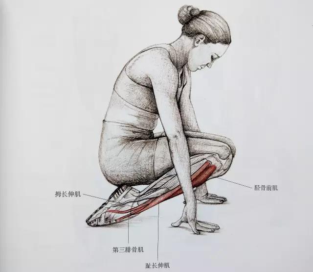 小腿紧绷发硬越来越粗怎么瘦,小腿特别粗全是肌肉怎么瘦啊