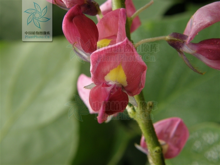 藁本神农本草经,神农本草经葛根原文