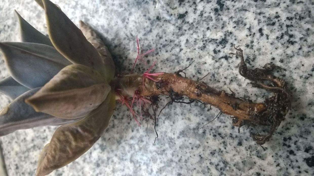 多肉烂根要如何处理?生死回转有妙招,自己在家就能救